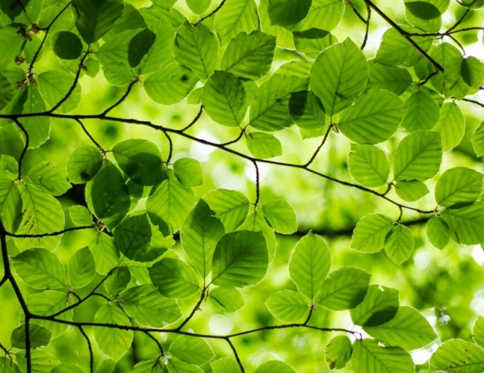 Программа «Отдых» - Санаторий «им. Тельмана»